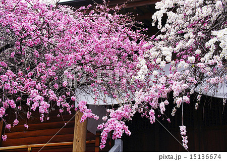 枝垂花桃 15136674