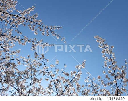 八潮パークタウンの桜と空 15136890