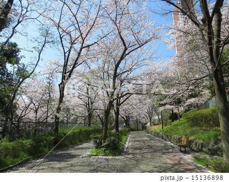 八潮パークタウン南桜並木 八潮パークタウン南桜並木 15136898