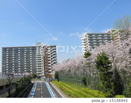 八潮パークタウン明晴学園の桜(3) 八潮パークタウン明晴学園の桜(3) 15136943