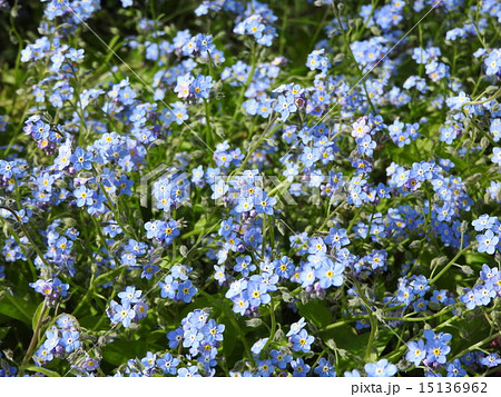花言葉は 私を忘れないで 菅原洋一の歌とはともに心に残る忘れな草の花 の写真素材