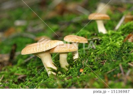 unidentified orange mushrooms unidentified orange mushrooms 15136987