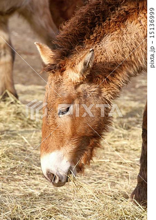 przewalski's horse przewalski's horse 15136999