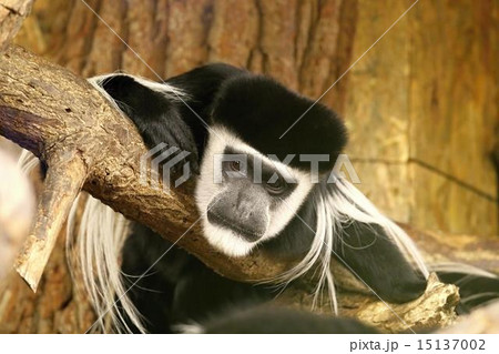 mantled guereza 15137002