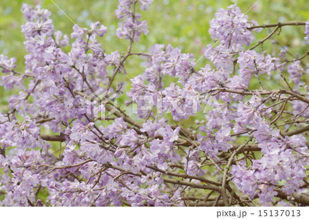 フジモドキ (チヨウジサクラ) 01 フジモドキ (チヨウジサクラ) 01 15137013