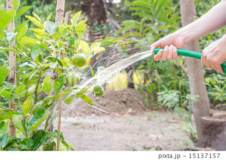 watering lime tree 15137157