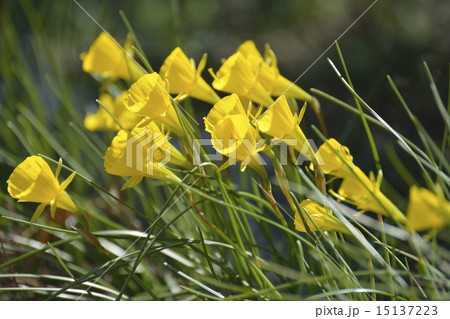 ナルキッスス・ブルボコディウム 15137223