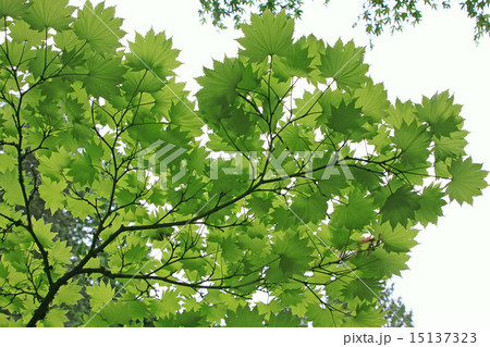 新緑のカエデ 15137323