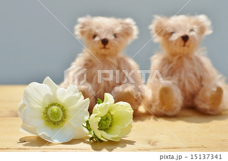 アネモネとテディベア　 15137341