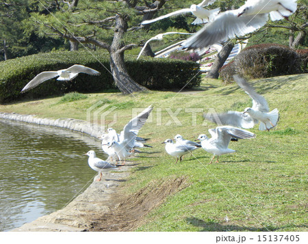 稲毛海浜公園の渡り鳥ユリカモメが夏羽に変り始めています 15137405