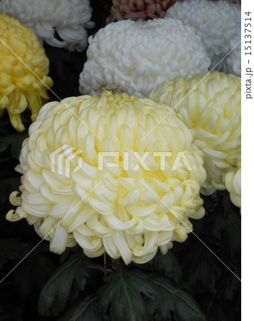 観賞用植物 観賞用植物 15137514