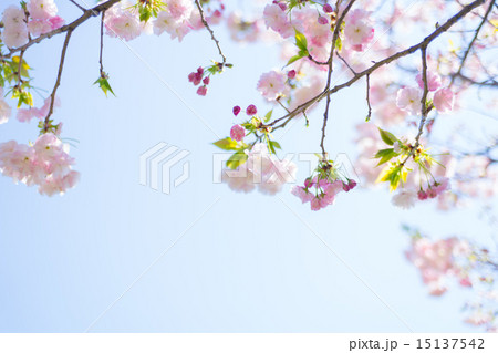 福禄寿(フクロクジュ) 福禄寿(フクロクジュ) 15137542