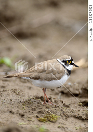 コチドリ コチドリ 15137635