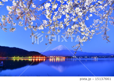 河口湖から桜と富士山の夜景 15137661