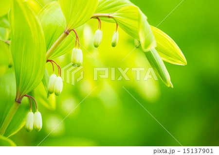 ナルコラン ナルコラン 15137901