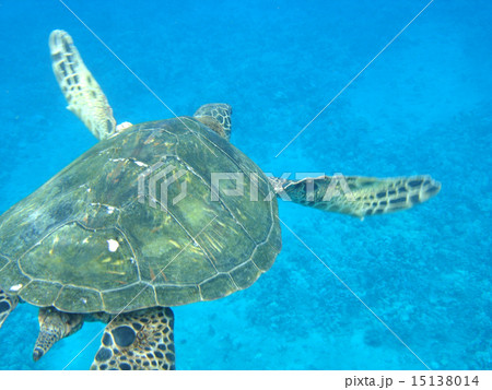 モロキニ島のウミガメ 15138014