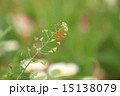 新緑のぺんぺん草 15138079