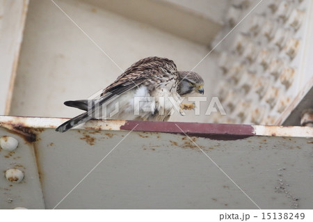 チョウゲンボウの雌 チョウゲンボウの雌 15138249