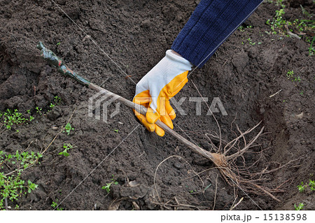 Agriculture, planting grape plant to hole 15138598