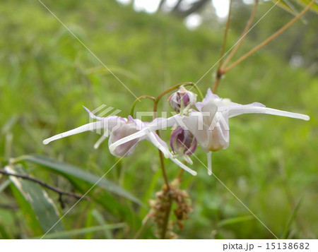 昭和の森のイカリソウの薄紫の花 昭和の森のイカリソウの薄紫の花 15138682