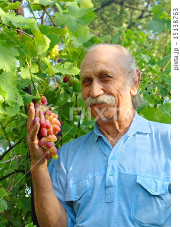 Happy elderly man holds a ripe grape. Happy elderly man holds a ripe grape. 15138763