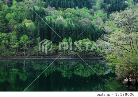 飛騨高山 新緑の湖 15139006