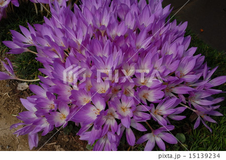 葉が出る前に花が咲くコルチカム 葉が出る前に花が咲くコルチカム 15139234