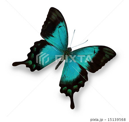 Blue butterfly isolated on white Blue butterfly isolated on white 15139568
