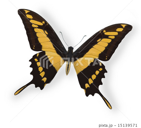 Yellow butterfly isolated on white Yellow butterfly isolated on white 15139571