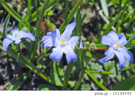 scilla scilla 15139745