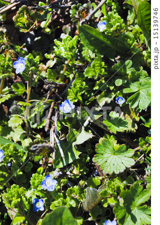 Veronica chamaedrys Veronica chamaedrys 15139746