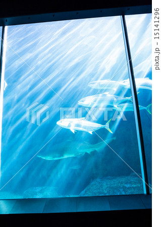 Shark swimming with fish in a tank 15141296