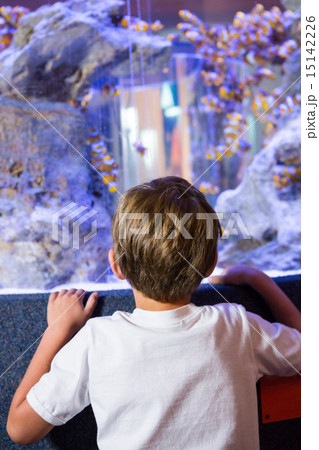 Young man looking at a fish in a tank Young man looking at a fish in a tank 15142226