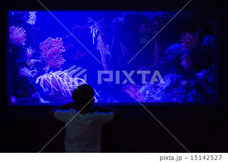 Young man looking at algae tank in a darkest room Young man looking at algae tank in a darkest room 15142527