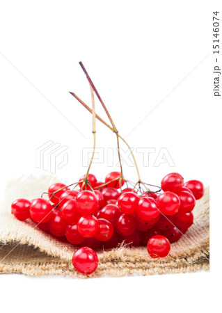 Twig viburnum berries on a white background. 15146074