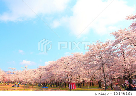 赤城南面千本桜（群馬県前橋市） 15146135