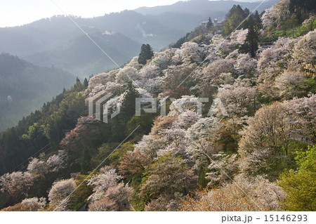 吉野・下千本の桜・満開 吉野・下千本の桜・満開 15146293
