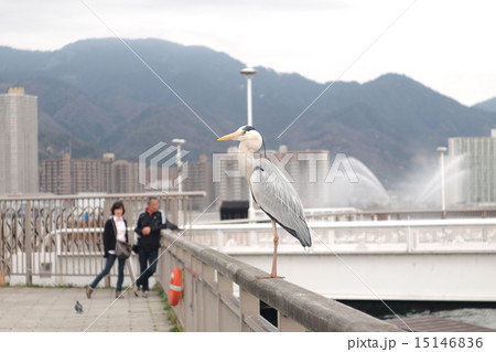 アオサギ 15146836