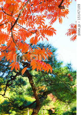 六義園の紅葉 六義園の紅葉 15147109