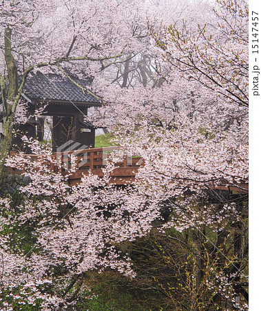 高遠城址公園 15147457