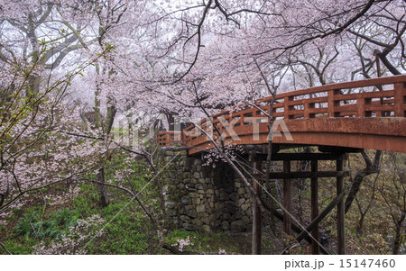 高遠城址公園 15147460