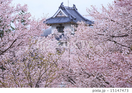 高遠城址公園 15147473