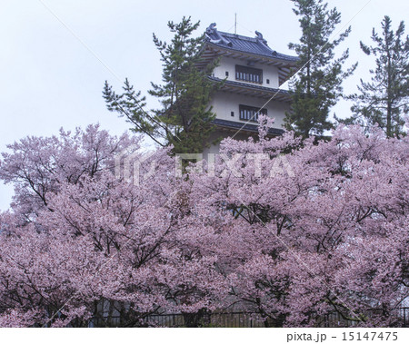 高遠城址公園 15147475