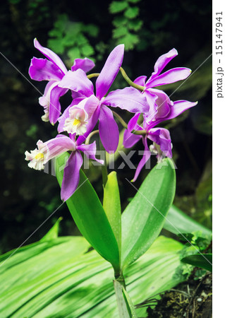 Cattleya harrisoniana 15147941