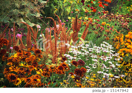 Summer garden full of flowers 15147942