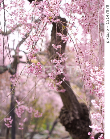 桜 桜 15147979