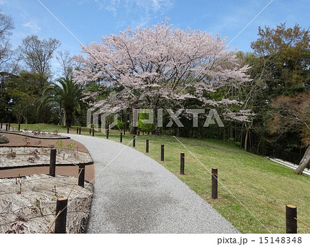 神宮美術館の庭園 神宮美術館の庭園 15148348
