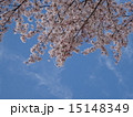 桜 15148349