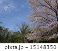 桜 15148350
