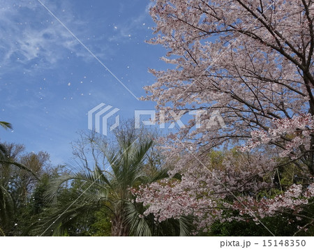 桜 桜 15148350